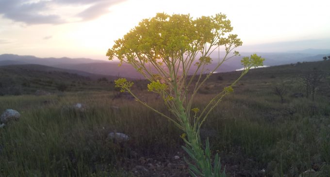 Zuhal Olcay – Issız Kaldım