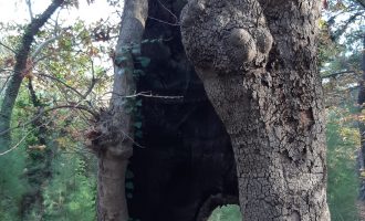 AVAZIMIZ ÇIKTIĞI KADAR SUSTUK AVAZIMIZ ÇIKTIĞI KADAR SUSTUK